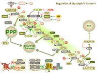 Regulation of glycolysis in cancer II PPT Slide