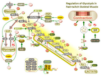 Regulation of glycolysis in fast-twitch skeletal muscle PPT Slide