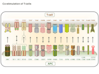 Co-stimulation of T-cells PPT Slide