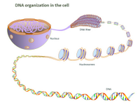 DNA organization in the cell PPT Slide