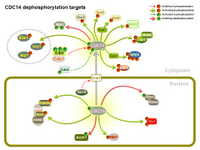 Cdc14 dephosphorylation targets in Yeast PPT Slide