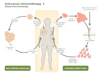 Anti-cancer Immunotherapy  3 PPT Slide