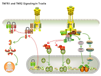 TNFR1 and TNR2 Signaling in T-cells PPT Slide