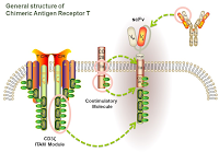 General structure of Chimeric Antigen Receptor T PPT Slide