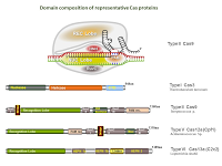 Domain composition of representative Cas proteins PPT Slide