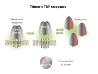 Trimeric TNF receptors PPT Slide
