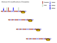 Histone H3 modifications - Template PPT Slide