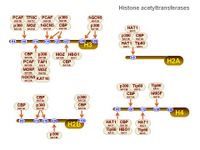 Histone acetyltransferases PPT Slide