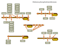 Histone phosphotransferases PPT Slide