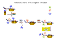 Histone 3 marks in transcription activation PPT Slide