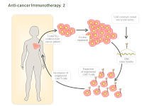 Anti-cancer Immunotherapy  2 PPT Slide