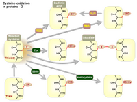 Cysteine oxidation in proteins 2 PPT Slide