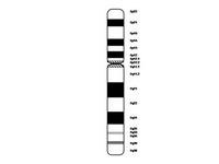 Chromosome 7 PPT Slide