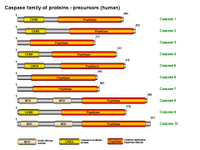 Caspase family of proteins PPT Slide