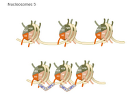 Nucleosomes 5 PPT Slide