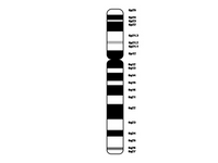 Chromosome 6 PPT Slide