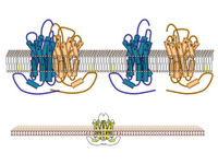 Rhodopsin PPT Slide