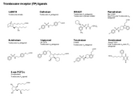 Thromboxane receptor TP ligands PPT Slide