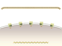 Nucleus-plasma membrane 2 PPT Slide