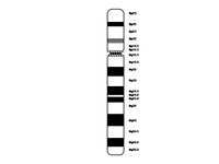 Chromosome 8 PPT Slide