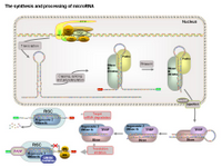 The synthesis and processing of microRNA PPT Slide