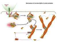 Mechanisms of Vaccinia A36R in F-actin nucleation PPT Slide