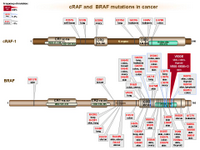 BRAF and cRAF-1 mutations in cancer PPT Slide