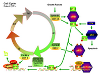 Cell Cycle - Role of E2F PPT Slide