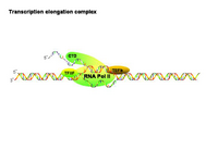 Transcription elongation complex PPT Slide