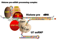 Histone pre-mRNA processing complex PPT Slide