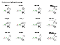 Nucleotide nonhydrolyzable analogs PPT Slide
