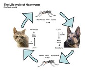 The life cycle of Heartworm PPT Slide