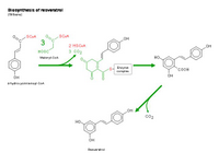 Biosynthesis of resveratrol PPT Slide
