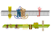Membrane and receptors 2 PPT Slide