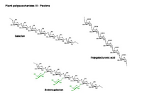 Plant polysaccharides III PPT Slide