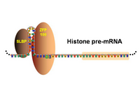 Histone pre-mRNA complex PPT Slide