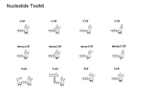 Nucleotide Toolkit PPT Slide