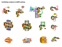 Scaffolding proteins in MAPK pathway PPT Slide