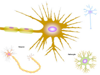 A Neuronal Cell Toolkit PPT Slide
