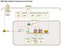 MDR1 regulation of expression by drugs PPT Slide