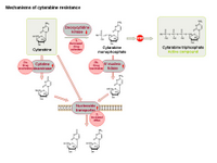 Mechanisms of cytarabine resistance PPT Slide