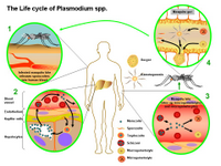 The life cycle of Plasmodium Spp PPT Slide