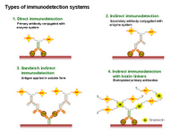 Types of immunodetection systems PPT Slide
