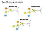 Glycan blood group determinants PPT Slide