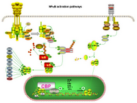 NFkB activation pathways PPT Slide