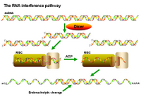 RNA Interference Pathway PPT Slide