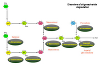 Oligosacharide degradation disorders PPT Slide