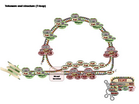 Telomere end structure-T loop PPT Slide