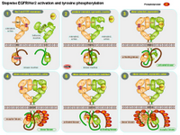Stepwise EGFR-HER2 activation and phosphorylation PPT Slide