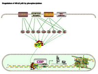 NFkB regulation by phosphorylation PPT Slide